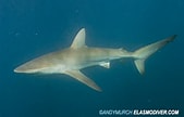 Afbeeldingsresultaten voor "carcharhinus Brachyurus". Grootte: 169 x 108. Bron: www.elasmodiver.com