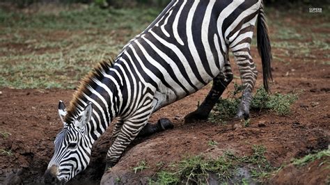 zebra zebras wallpaper  fanpop