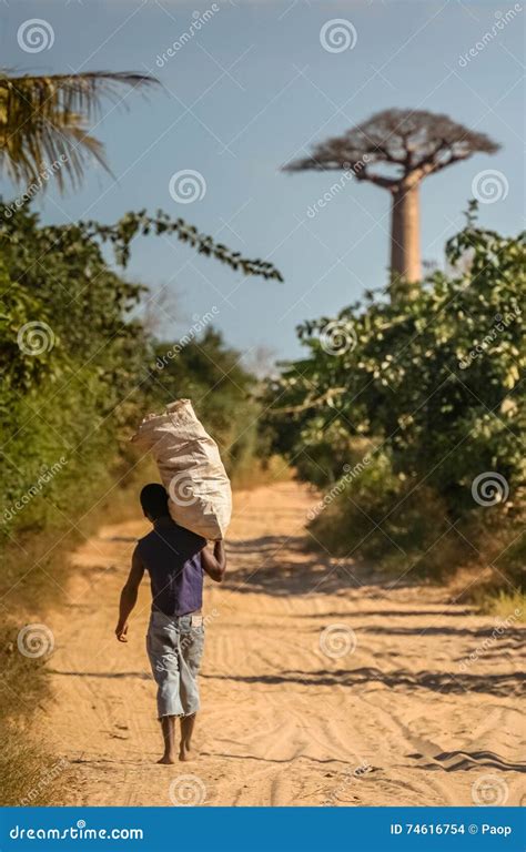 man carrying large sack editorial stock image image  baobab