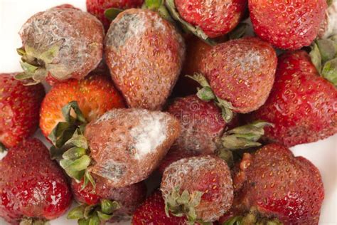 rotten fruit stock image image  calories pieces organic