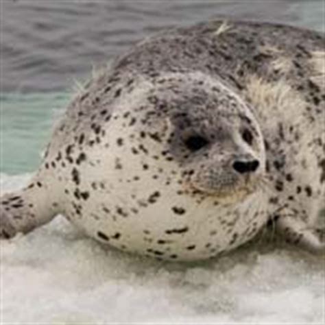 spotted seal arctic ocean biodiversity