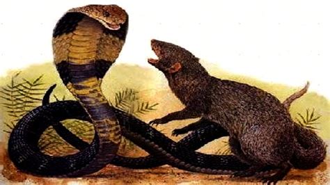 king cobra  mongoose fight deadliest animals   world national