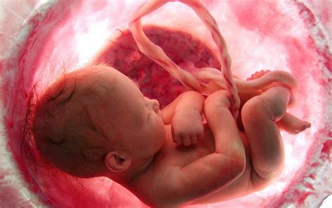 important  report suggests babies  experience pain   womb