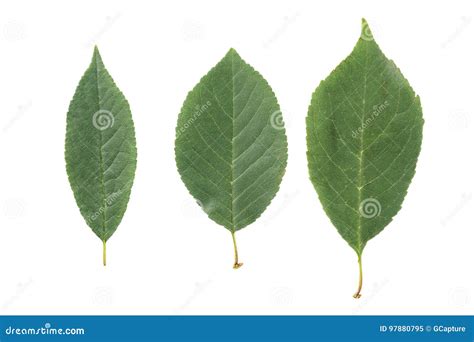 green leaves  fruit trees isolated  white stock image