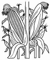 Corn Coloring Field Clipart Drawing Cornstalk Stalk Stalks Plant Indian Pages Cornfield Clip Line Template Color Kids Google Book Drawings sketch template