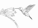 Beija Fofo Kolibri Humming Colorironline Hummingbird Hummingbirds sketch template