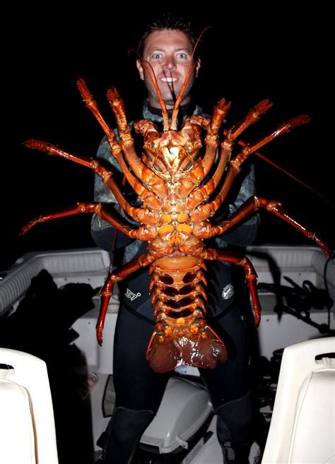 giant  year  lobster   alien