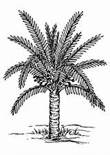 Palmera Palmboom Palme Palmier Sagu Malvorlage Sago Arecaceae Educima Ausmalbild Metroxylon Botany Fir Kleurplaten Planting Téléchargez sketch template