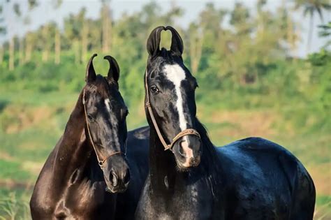 marwari horse care cost history  horses