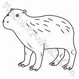 Capybara Coloring Pages Click sketch template