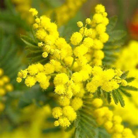 trees garden outdoors acacia dealbata gaulois astier mimosa tree