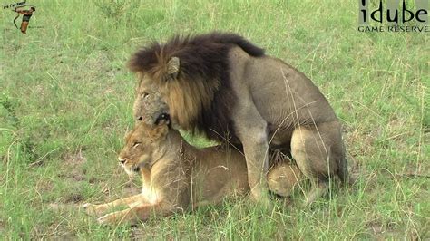 wildlife lion mating rituals witnessed in south africa youtube