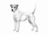 Coloring Pages Jack Animal Terrier Russell sketch template
