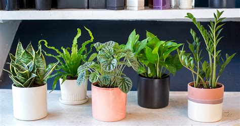 Indoor Houseplants You Can T Kill Unless You Try Really Really Hard