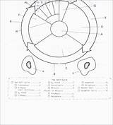 Worksheet Cycle Cell Drawing Paintingvalley sketch template