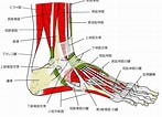 足の構造 に対する画像結果.サイズ: 147 x 106。ソース: visual-anatomy-data.net