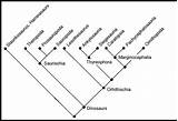Cladistics Cladogram Dinosaurs Classification Sample Depicting Below sketch template
