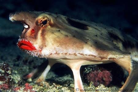 red lipped batfish abyssrium wikia fandom