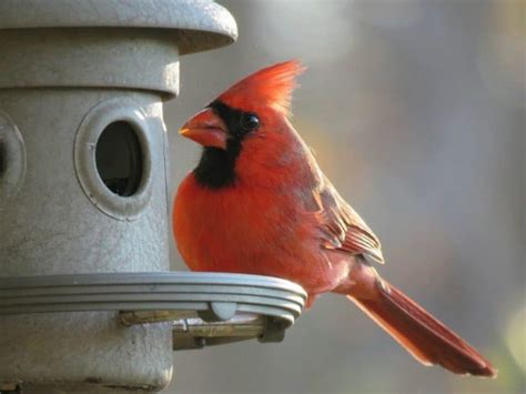 bird feeders  cardinals