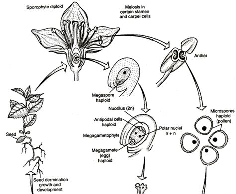 sexual reproduction in flowering plants chapter notes