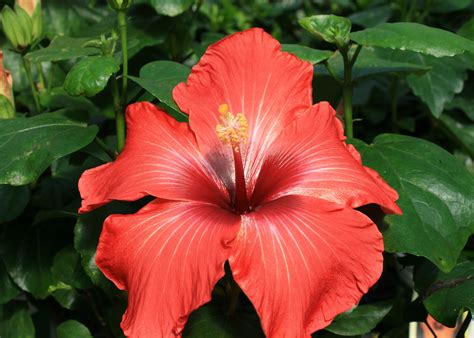 hibiscus varieties offer tropical color mississippi state university