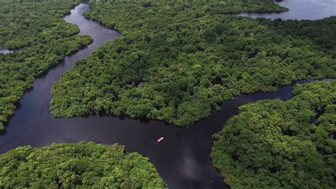 floresta amazônica biomas infoescola