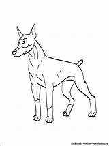 Doberman Coloring Pages Pinscher Miniature Printable Color Drawing Getcolorings Getdrawings Preschool Colouring Wonderful sketch template