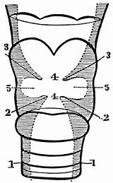 Larynx Section Etc Clipart Large sketch template