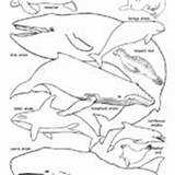 Animals Mammals Coloring Groups Marine Category Wildlife sketch template