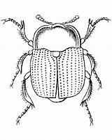 Beetle Dung sketch template