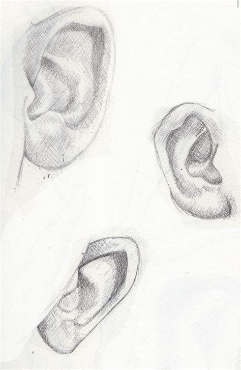 images  art anatomy ears  pinterest