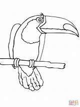 Toucan Coloring Bird Pages Billed Keel Color Printable Drawing Designlooter Popular Getdrawings sketch template