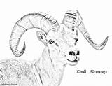 Dall Sheep sketch template