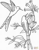 Aves Hummingbird sketch template