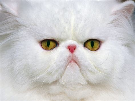 persian cat wallpapers animals library