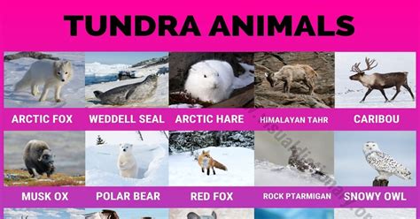 arctic animals pictures  names