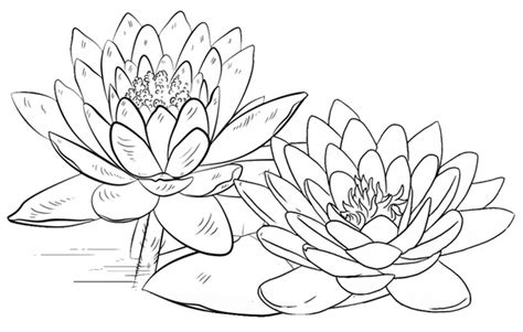 delightful lotus coloring pages   ages coloring pages