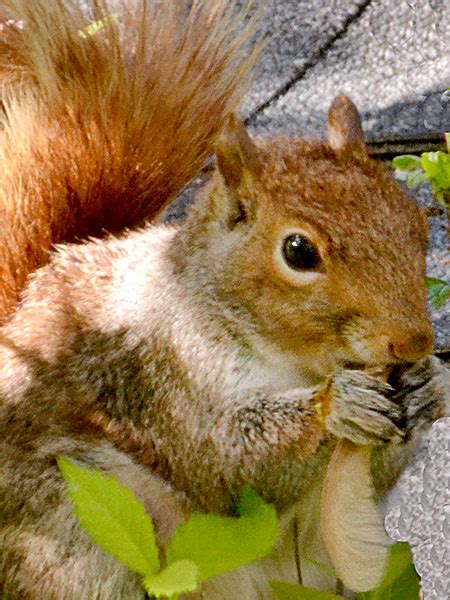 reader     squirrels  eating  tomatoes