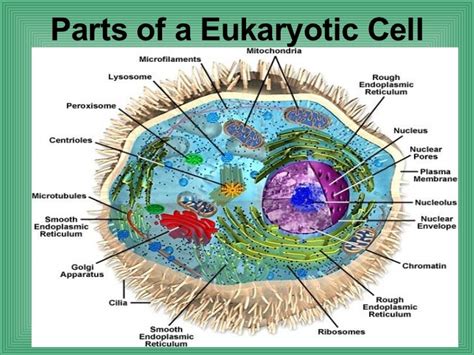 parts   eukaryotic cell