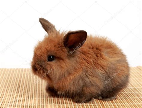 fluffy brown bunny stock photo  celena