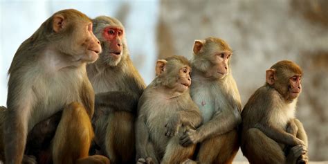 dieting monkeys reveal   calorie living    key   long