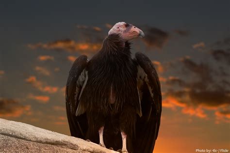 interesting facts  california condors  fun facts