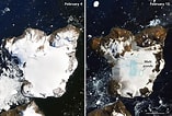 Afbeeldingsresultaten voor "coelographis Antarctica". Grootte: 157 x 106. Bron: scitechdaily.com