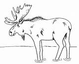 Moose Coloring Pages Printable Kids Drawing Animal Print Template Deer Sheknows Patterns Canada Bear Outline Templates Animals Color Outlines Activity sketch template