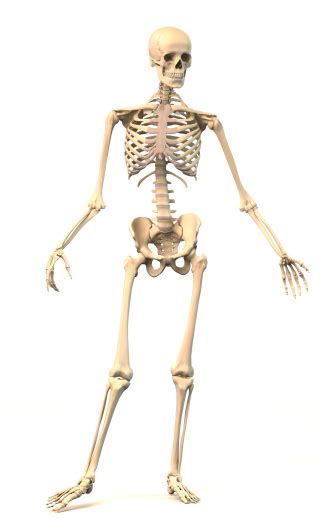 male human skeleton in dynamic posture front view stock