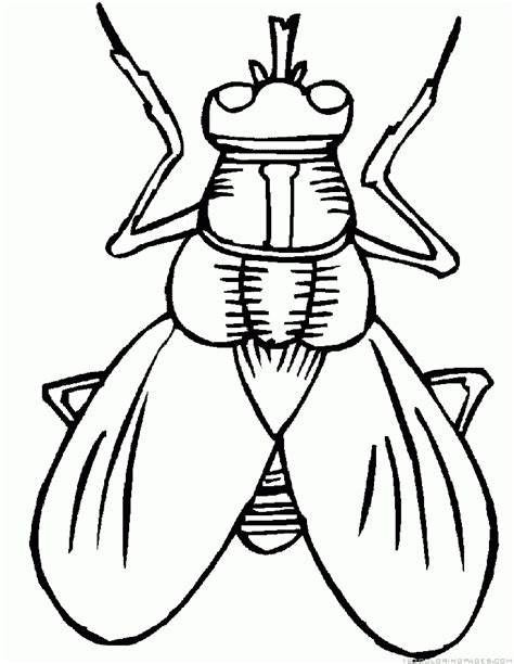 insect coloring pages part