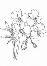 Storczyki Kolorowanki Orchidee Orquidea Kategorien ähnliche sketch template