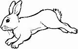 Clipart Rabbit Drawing Bunny Jumping Hopping Clipartbest sketch template