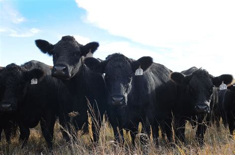 top   popular cattle breeds   united states agdaily