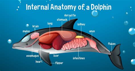 internal anatomy   dolphin  label  vector art  vecteezy